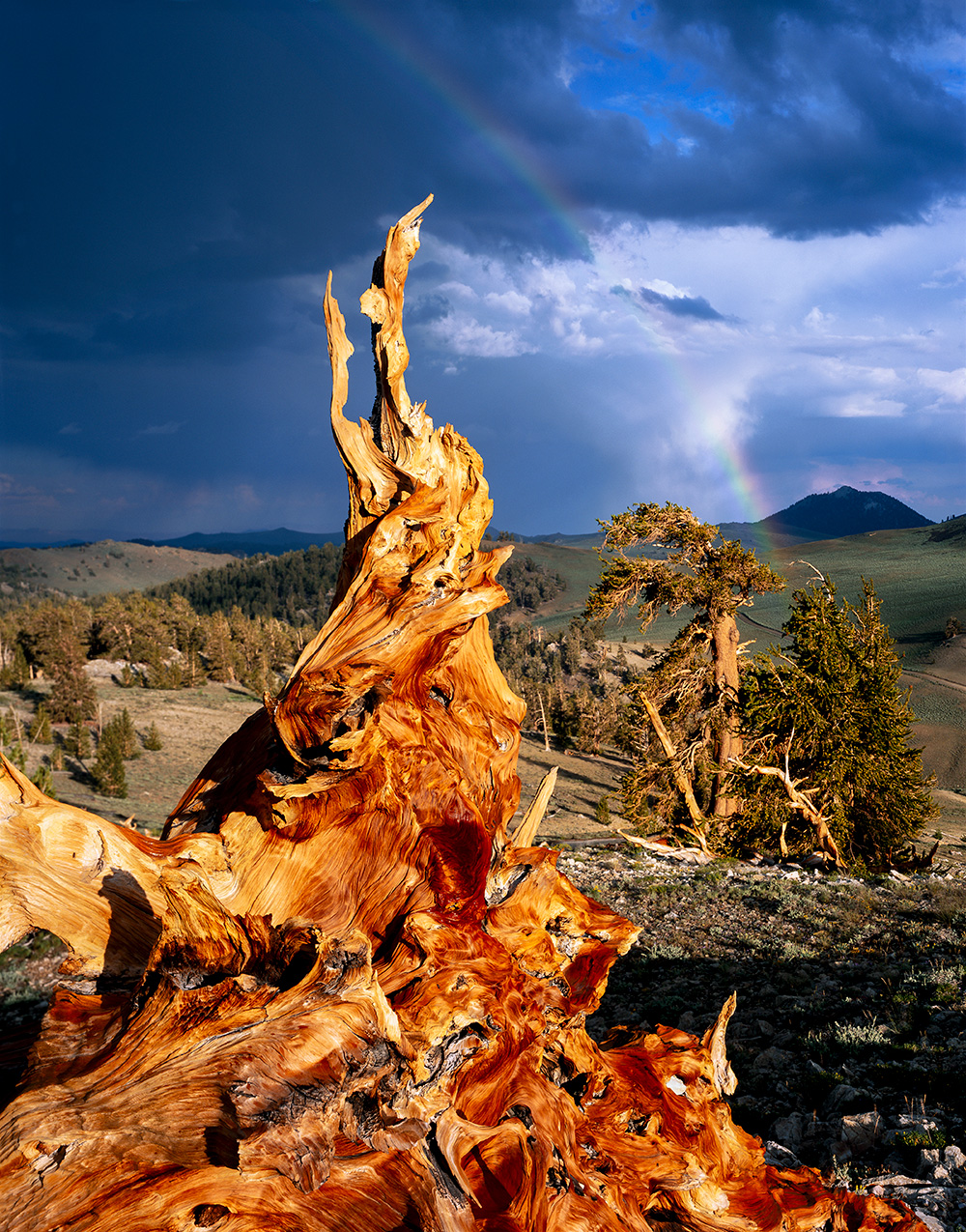 Ancient bristlecone root structure and rainbow in a clearing summer storm, Inyo National Forest, White Mountains, California. This image shows upturned and eroded bristlecone pine roots in an area of the White Mountains near the Patriarch Grove that received wilderness designation under the Eastern Sierra and Northern San Gabriel Wild Heritage Act. It was used by the Wilderness Society to highlight the beauty and de facto wilderness status of the White Mountains.